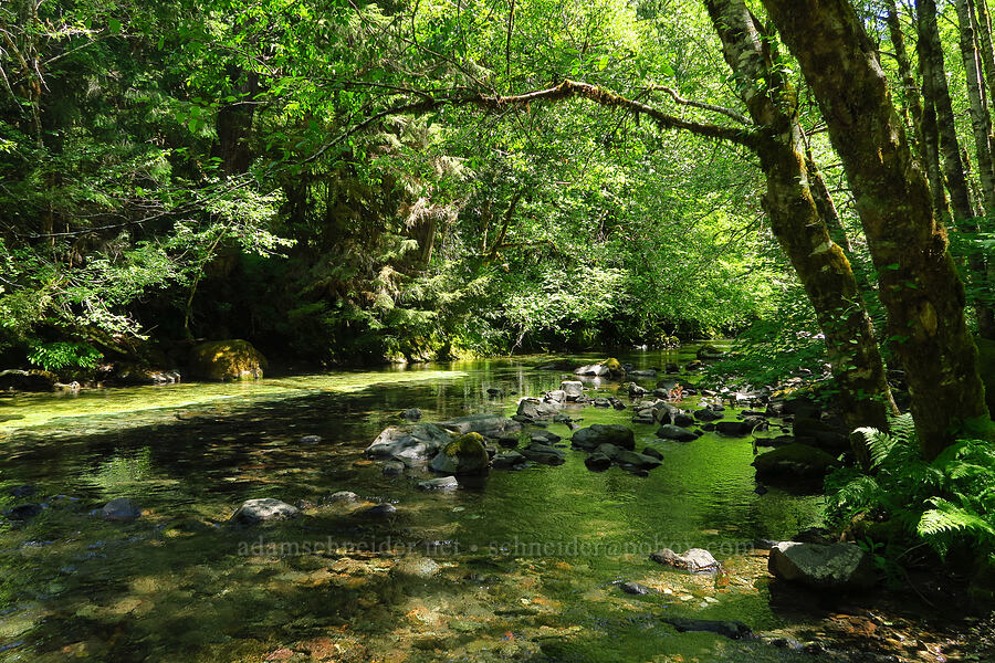 Quartzville Creek [Forest Road 11, Willamette National Forest, Linn County, Oregon]