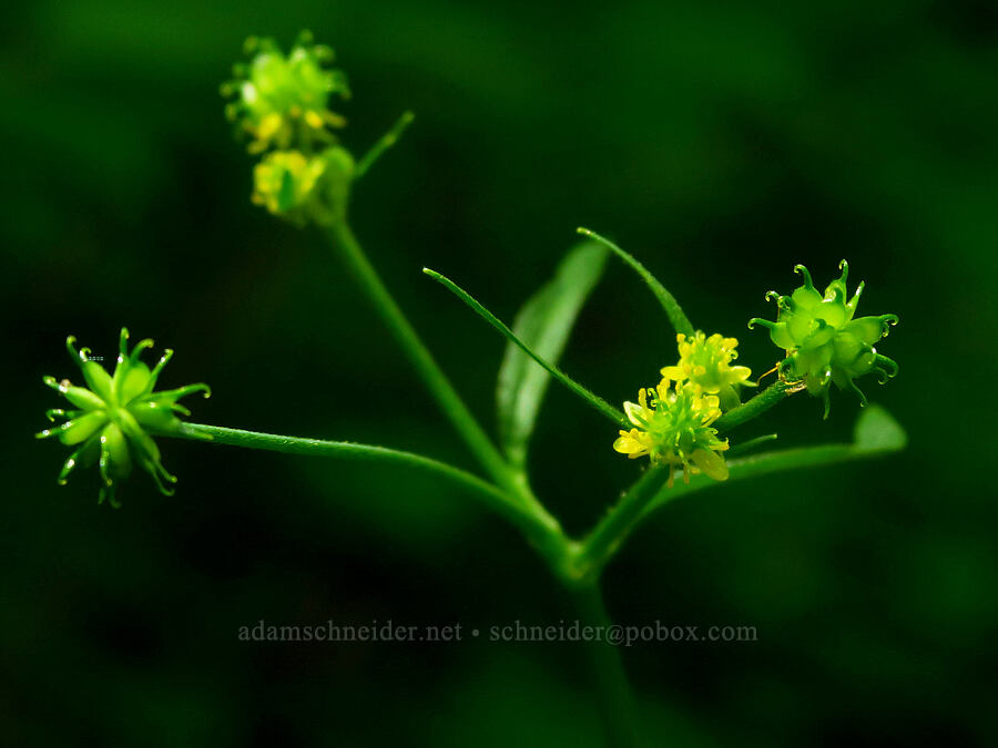 woodland buttercup (Ranunculus uncinatus) [Forest Road 11, Willamette National Forest, Linn County, Oregon]