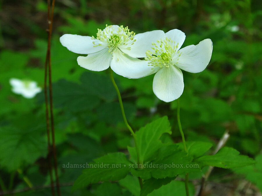 Columbia windflower (Anemone deltoidea (Anemonastrum deltoideum)) [Forest Road 11, Willamette National Forest, Linn County, Oregon]