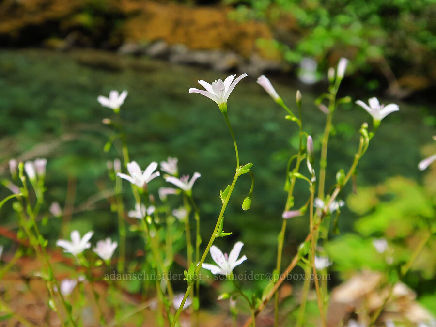 little-leaf montia (Montia parvifolia (Claytonia parvifolia)) [Forest Road 11, Willamette National Forest, Linn County, Oregon]