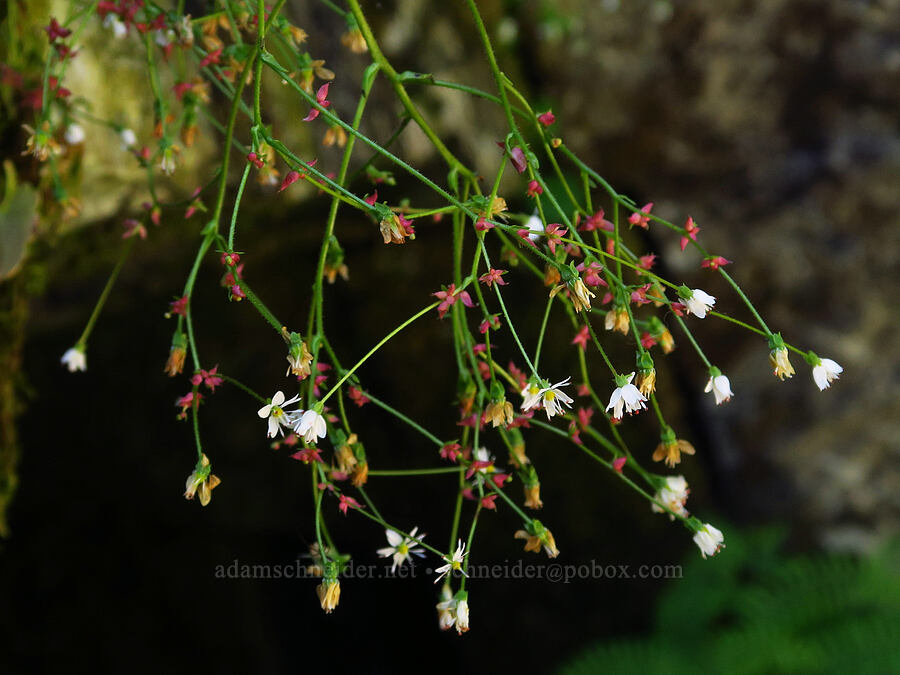 Mertens' saxifrage (Saxifraga mertensiana) [Forest Road 11, Willamette National Forest, Linn County, Oregon]