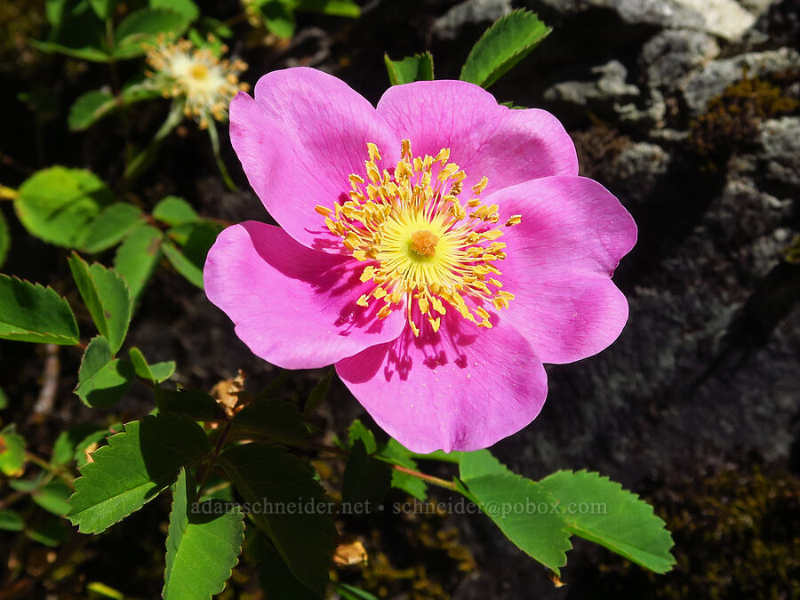 Nootka rose (Rosa nutkana) [Forest Road 11, Willamette National Forest, Linn County, Oregon]