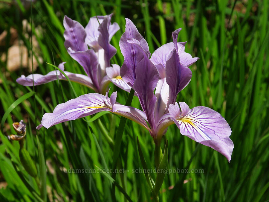 Oregon iris (Iris tenax) [Quartzville Road, Linn County, Oregon]