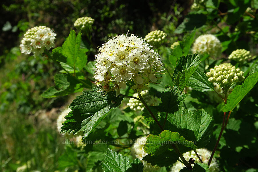 Pacific nine-bark (Physocarpus capitatus) [Quartzville Road, Linn County, Oregon]