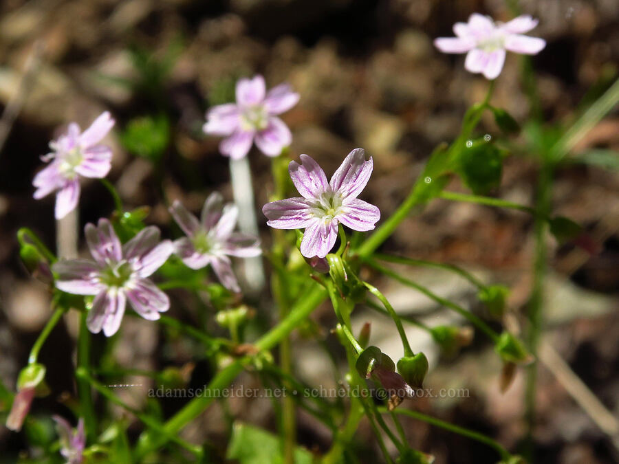 candy-flower (Claytonia sibirica (Montia sibirica)) [Quartzville Road, Linn County, Oregon]