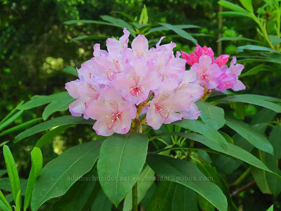 Pacific rhododendron (Rhododendron macrophyllum) [BLM Road 11-3E-26.1, Linn County, Oregon]