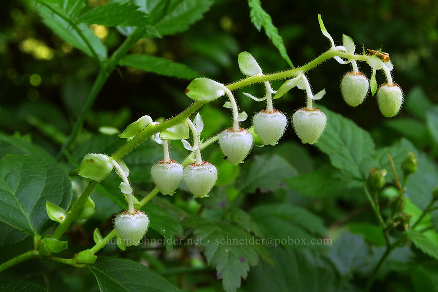 salal flowers (Gaultheria shallon) [BLM Road 11-3E-35.3, Linn County, Oregon]