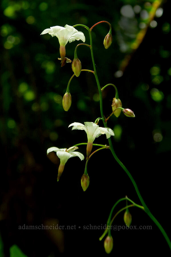 inside-out flower (Vancouveria hexandra) [Quartzville Road, Linn County, Oregon]