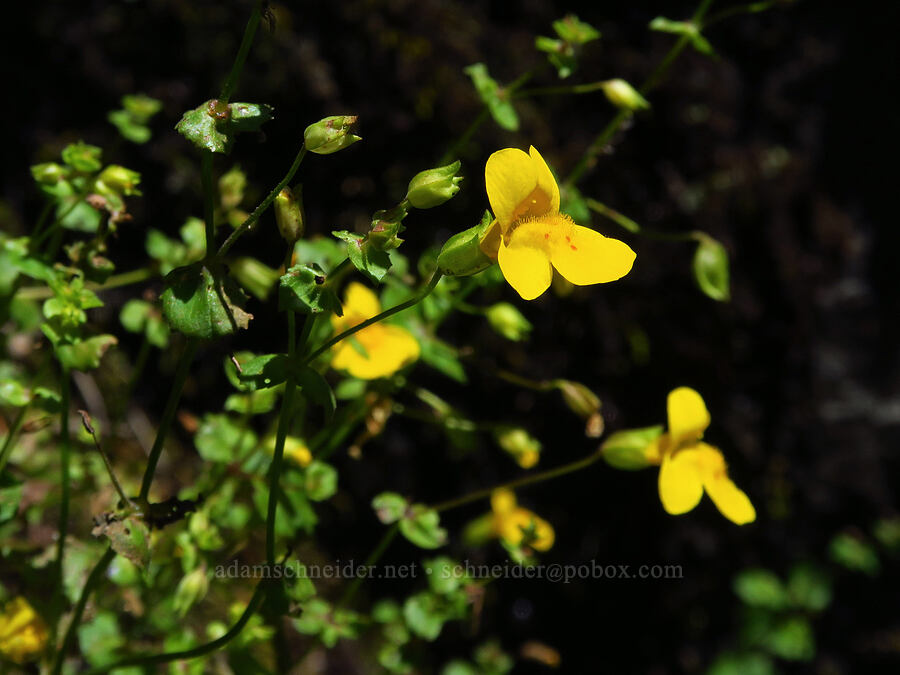 monkeyflower (Erythranthe sp. (Mimulus sp.)) [Quartzville Road, Linn County, Oregon]