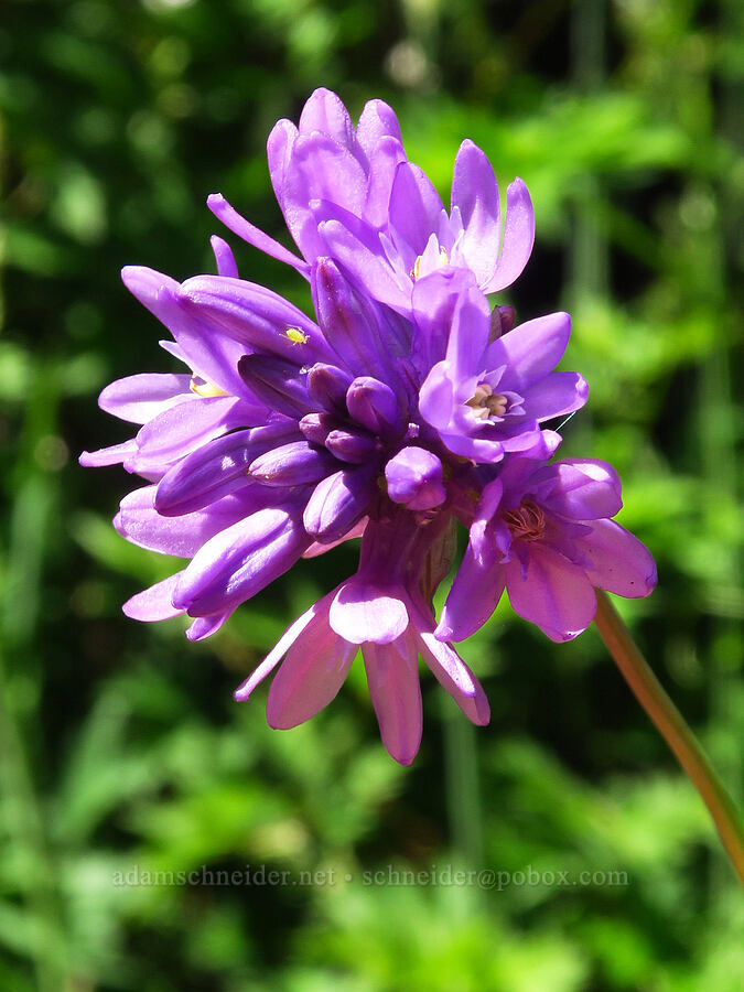 fork-tooth ookow (Dichelostemma congestum (Brodiaea congesta)) [Quartzville Road, Linn County, Oregon]