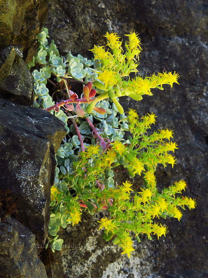 broad-leaf stonecrop (Sedum spathulifolium) [Quartzville Road, Linn County, Oregon]