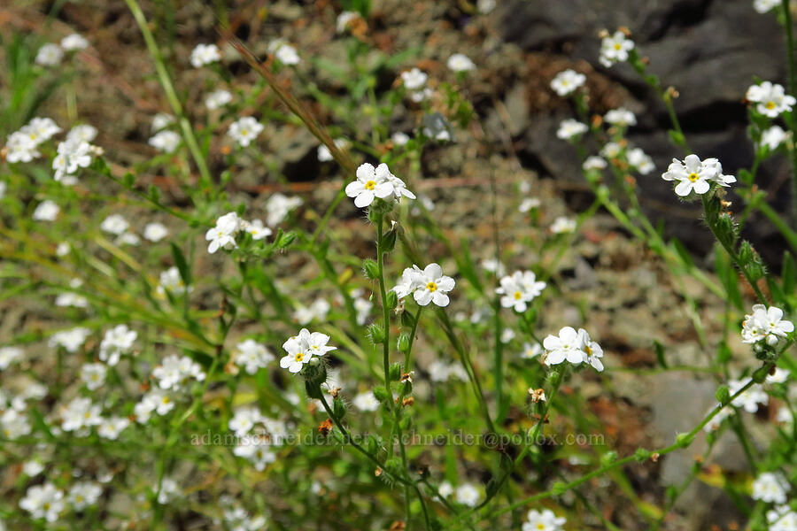 common cryptantha (Cryptantha intermedia) [Quartzville Road, Linn County, Oregon]