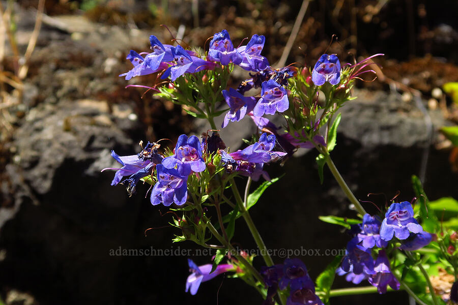 Cascade penstemon (Penstemon serrulatus) [Quartzville Road, Linn County, Oregon]