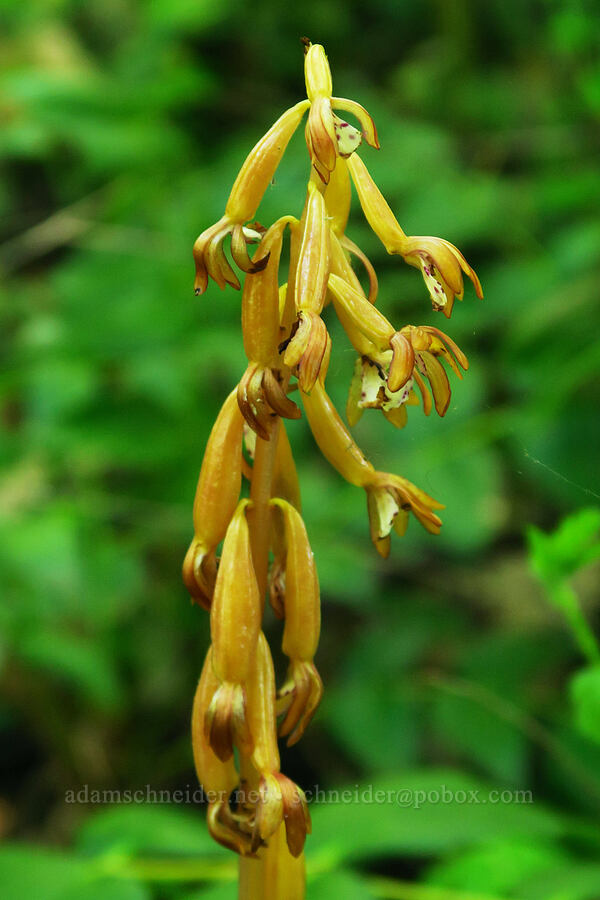 spotted coral-root orchid, going to seed (Corallorhiza maculata) [Whitcomb Creek County Park, Linn County, Oregon]