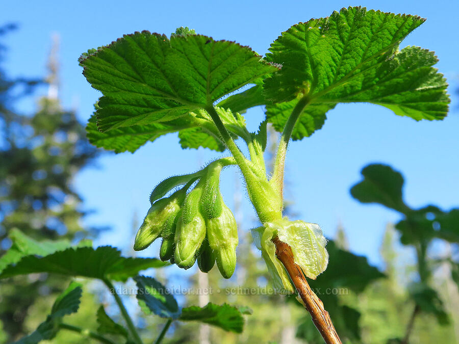 sticky currant, budding (Ribes viscosissimum) [Forest Road 5200-510, Okanogan-Wenatchee National Forest, Chelan County, Washington]