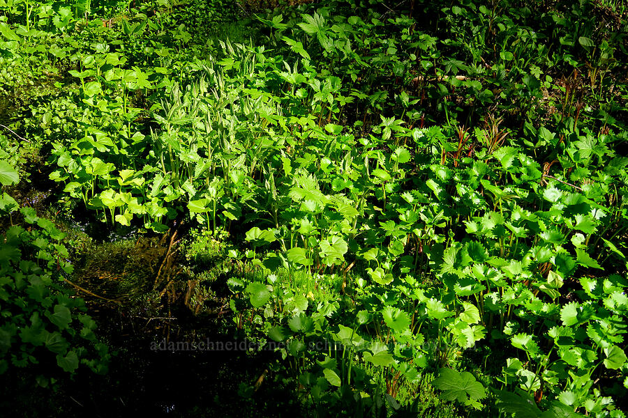 spring-dwelling plants (Micranthes odontoloma (Saxifraga odontoloma), Senecio triangularis, Cardamine cordifolia, Chamerion angustifolium (Chamaenerion angustifolium) (Epilobium angustifolium), Trautvetteria caroliniensis) [Medicine Spring, Okanogan-Wenatchee National Forest, Chelan County, Washington]