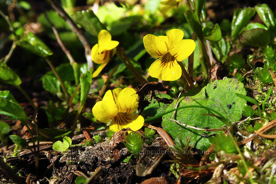 small yellow violets (Viola sp.) [Medicine Spring, Okanogan-Wenatchee National Forest, Chelan County, Washington]