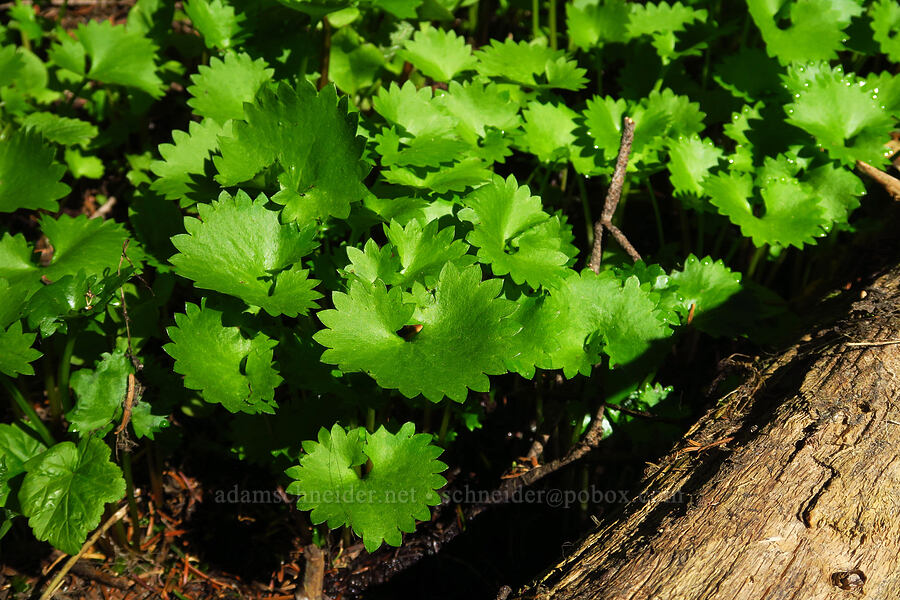 brook saxifrage leaves (Micranthes odontoloma (Saxifraga odontoloma)) [Medicine Spring, Okanogan-Wenatchee National Forest, Chelan County, Washington]