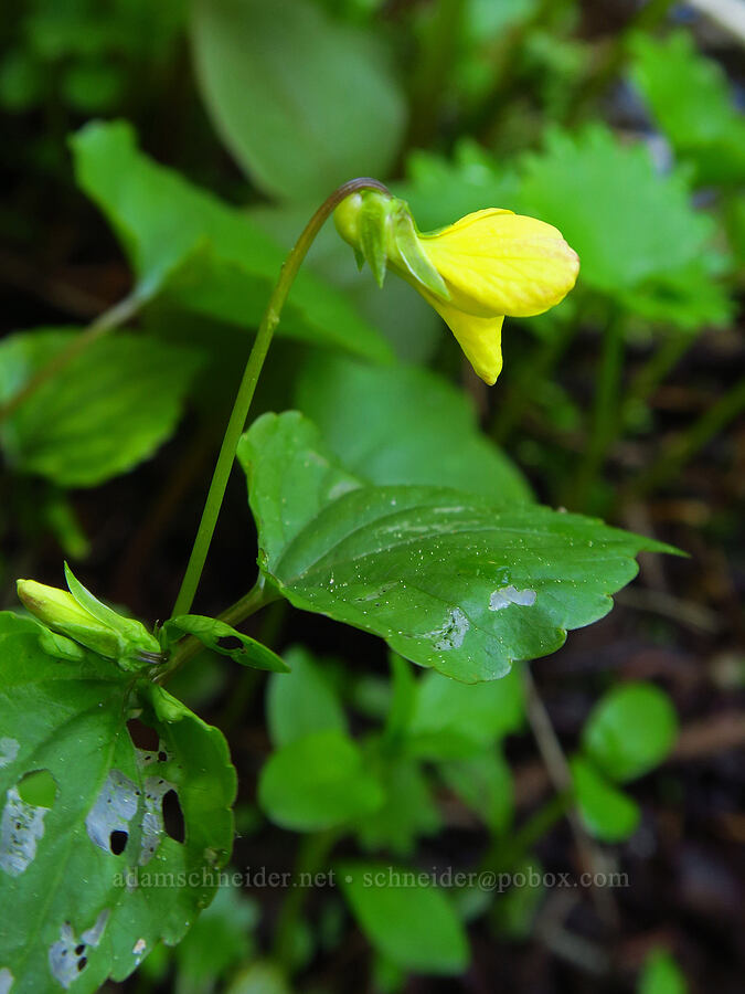 pioneer violet (Viola glabella) [Medicine Spring, Okanogan-Wenatchee National Forest, Chelan County, Washington]