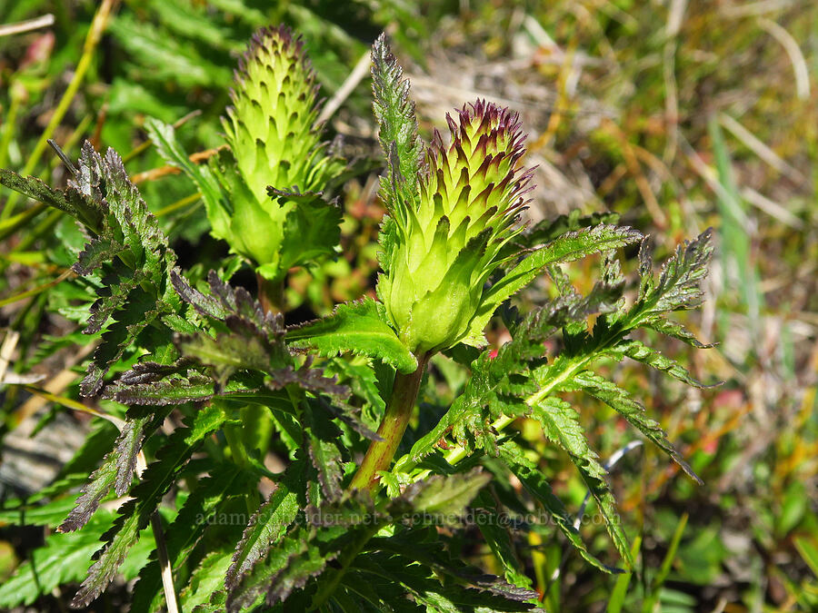 bracted lousewort, budding (Pedicularis bracteosa) [Sugarloaf Peak, Okanogan-Wenatchee National Forest, Chelan County, Washington]