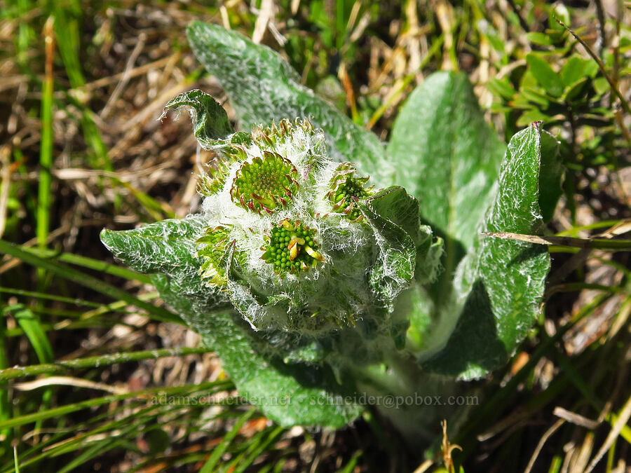 western groundsel, budding (Senecio integerrimus) [Sugarloaf Peak, Okanogan-Wenatchee National Forest, Chelan County, Washington]