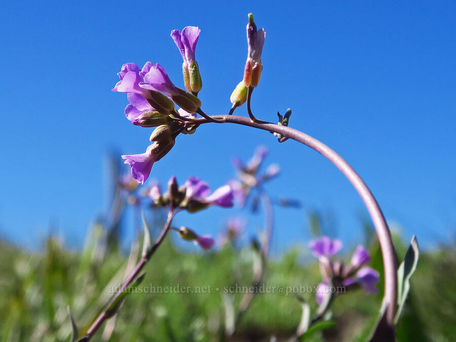 little-leaf rock-cress (Boechera microphylla (Arabis microphylla)) [Sugarloaf Peak, Okanogan-Wenatchee National Forest, Chelan County, Washington]