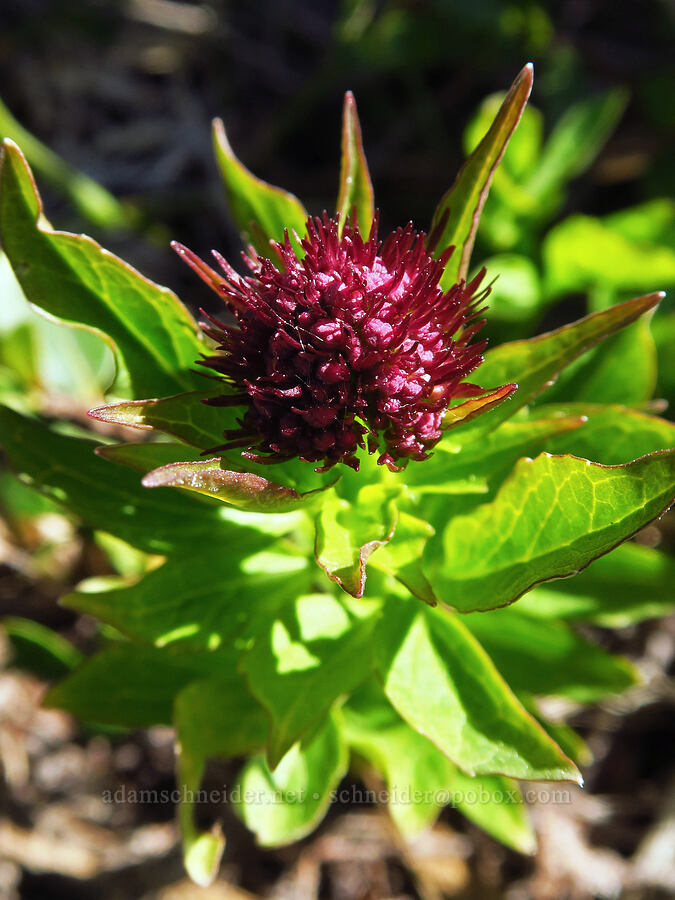 Sitka valerian, budding (Valeriana sitchensis) [Sugarloaf Peak, Okanogan-Wenatchee National Forest, Chelan County, Washington]