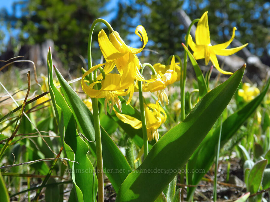 glacier lilies (Erythronium grandiflorum) [Sugarloaf Peak, Okanogan-Wenatchee National Forest, Chelan County, Washington]