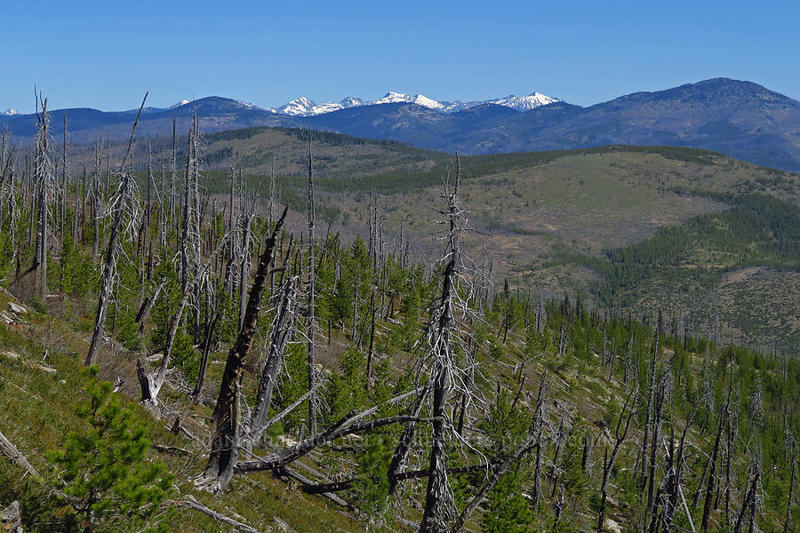 view to the north [Sugarloaf Peak, Okanogan-Wenatchee National Forest, Chelan County, Washington]