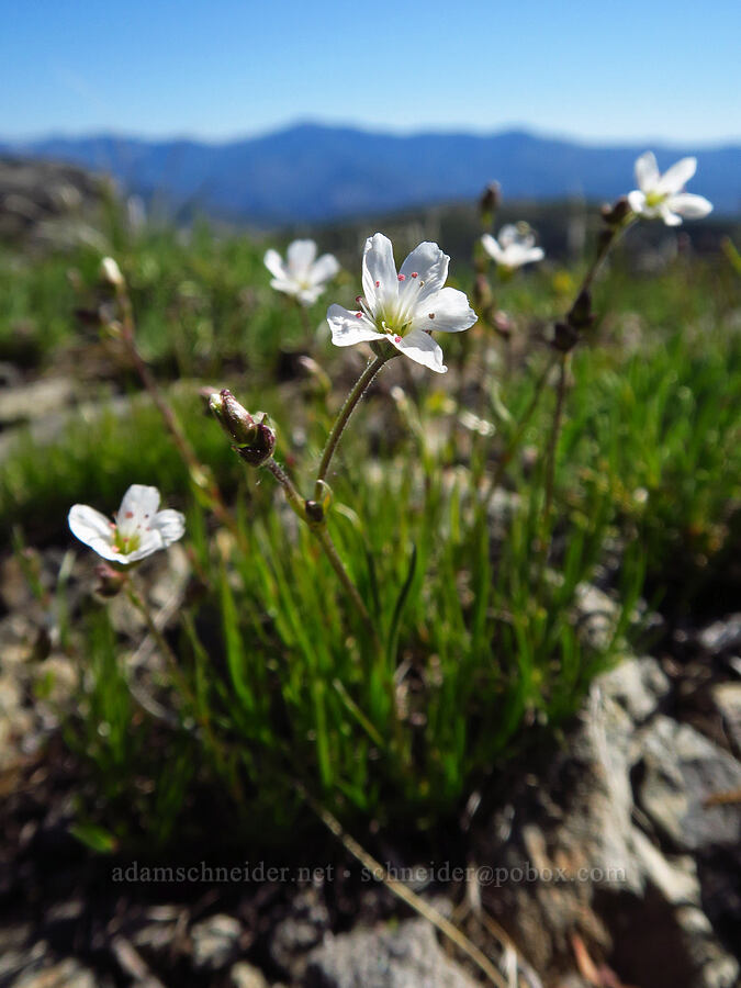 slender mountain sandwort (Eremogone capillaris (Arenaria capillaris)) [Sugarloaf Peak, Okanogan-Wenatchee National Forest, Chelan County, Washington]