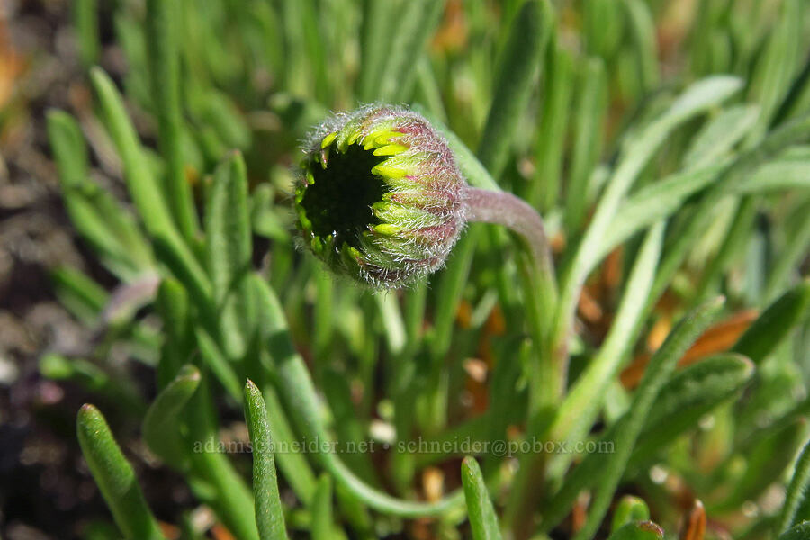 desert yellow daisy/fleabane, budding (Erigeron linearis) [Sugarloaf Peak, Okanogan-Wenatchee National Forest, Chelan County, Washington]