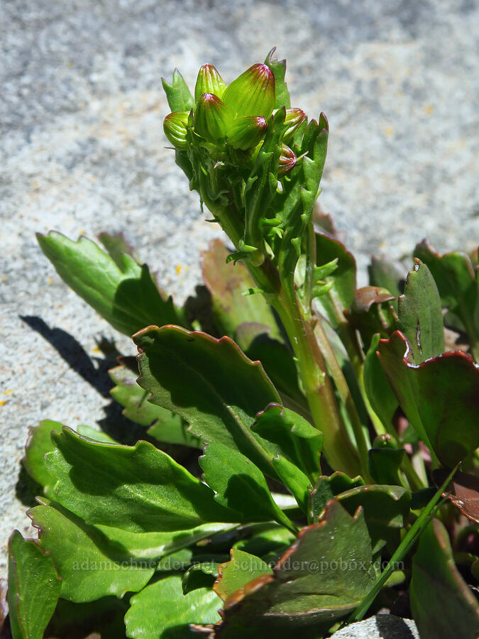 Rocky Mountain groundsel, budding (Packera streptanthifolia (Senecio streptanthifolius)) [Sugarloaf Peak, Okanogan-Wenatchee National Forest, Chelan County, Washington]