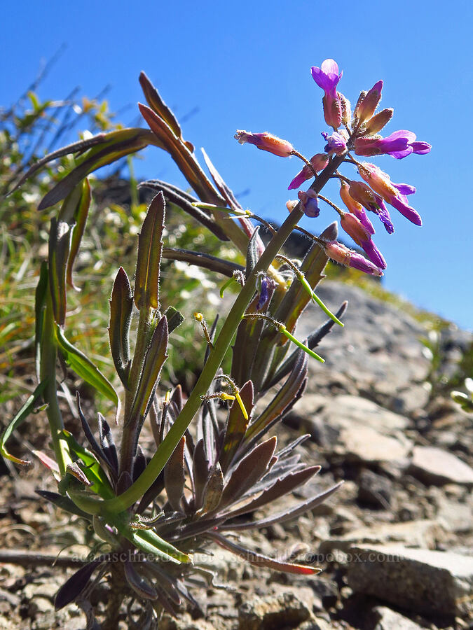 hairy-stem rock-cress (Boechera pauciflora (Arabis sparsiflora var. subvillosa)) [Sugarloaf Peak, Okanogan-Wenatchee National Forest, Chelan County, Washington]