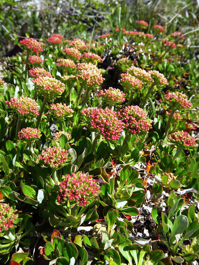 subalpine sulphur-flower buckwheat (Eriogonum umbellatum var. majus (Eriogonum subalpinum)) [Sugarloaf Peak, Okanogan-Wenatchee National Forest, Chelan County, Washington]