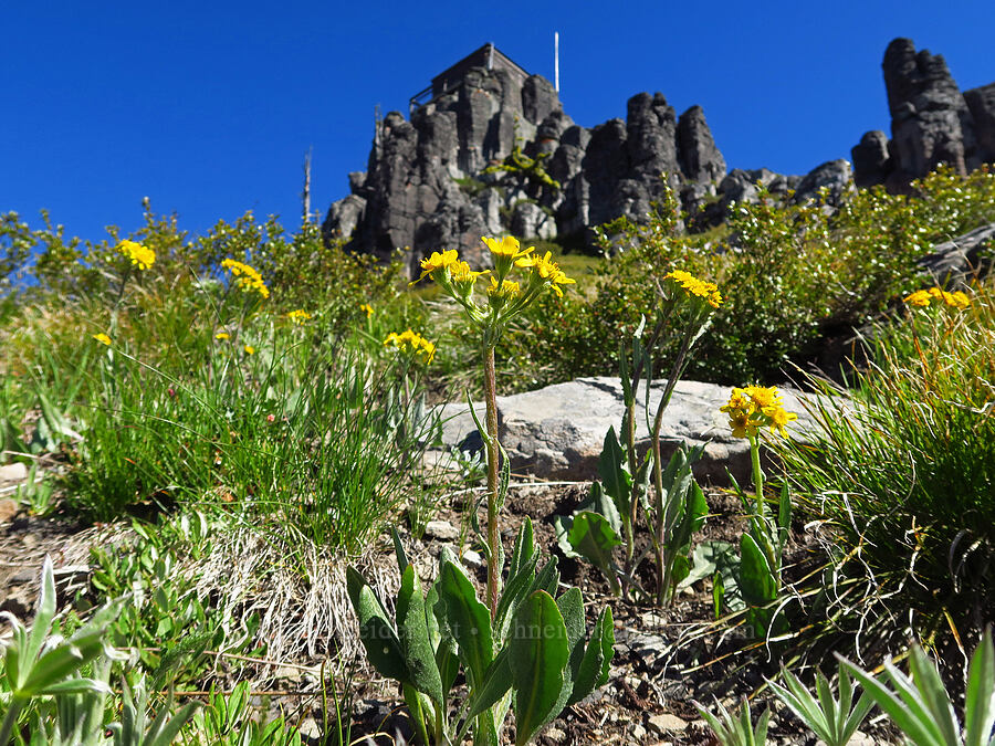 western groundsel (Senecio integerrimus) [Sugarloaf Peak, Okanogan-Wenatchee National Forest, Chelan County, Washington]