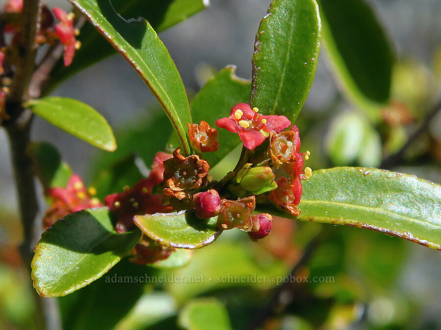 Oregon box-leaf (Paxistima myrsinites) [Sugarloaf Peak, Okanogan-Wenatchee National Forest, Chelan County, Washington]