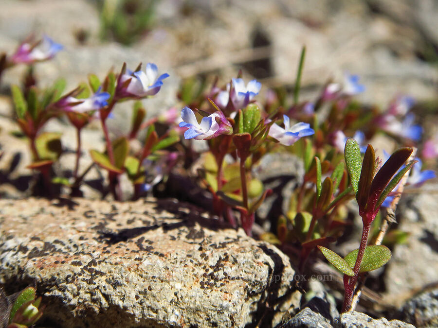 small-flowered blue-eyed-Mary (Collinsia parviflora) [Sugarloaf Peak, Okanogan-Wenatchee National Forest, Chelan County, Washington]