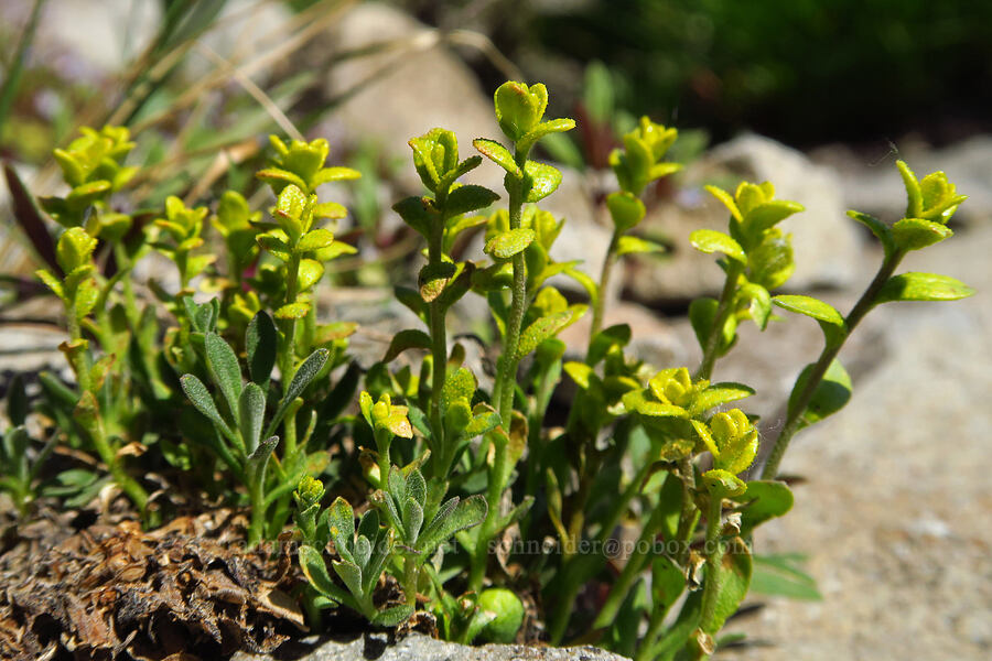 rust fungus on rock-cress (Puccinia monoica, Boechera sp. (Arabis sp.)) [Sugarloaf Peak, Okanogan-Wenatchee National Forest, Chelan County, Washington]