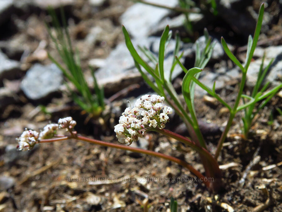 Geyer's desert parsley (Lomatium geyeri) [Sugarloaf Peak, Okanogan-Wenatchee National Forest, Chelan County, Washington]