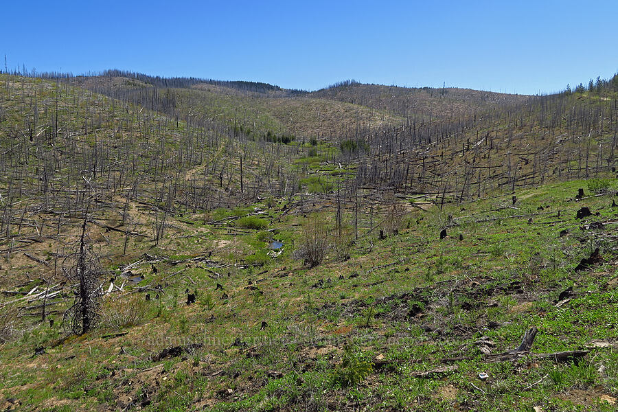 Miners Creek [Forest Road 5200, Okanogan-Wenatchee National Forest, Chelan County, Washington]