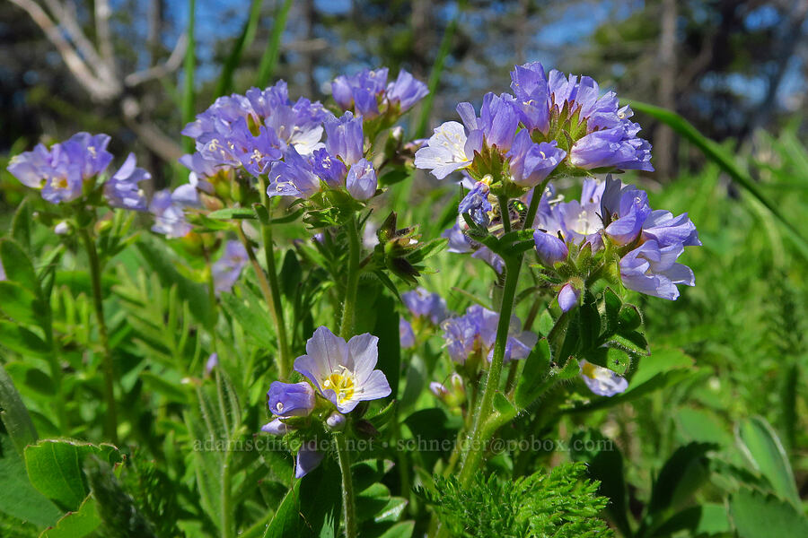 California Jacob's-ladder (Polemonium californicum) [Forest Road 5200, Okanogan-Wenatchee National Forest, Chelan County, Washington]