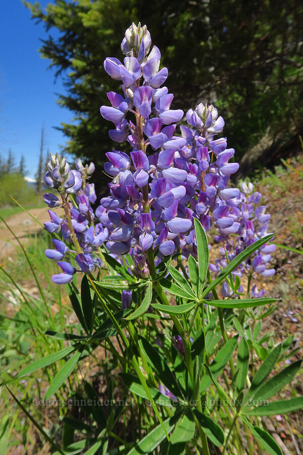 big-leaf lupine (Lupinus polyphyllus) [Forest Road 5200, Okanogan-Wenatchee National Forest, Chelan County, Washington]