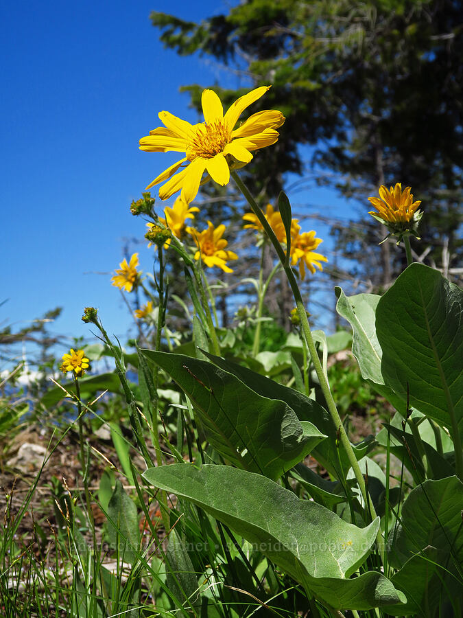 arrow-leaf balsamroot (Balsamorhiza sagittata) [Forest Road 5200, Okanogan-Wenatchee National Forest, Chelan County, Washington]