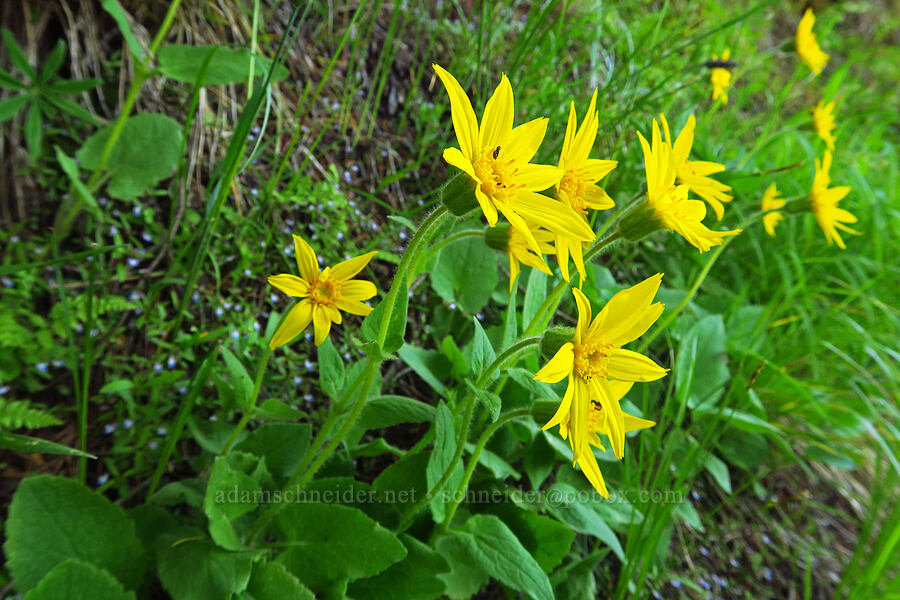 heart-leaf arnica (Arnica cordifolia) [Forest Road 5200, Okanogan-Wenatchee National Forest, Chelan County, Washington]