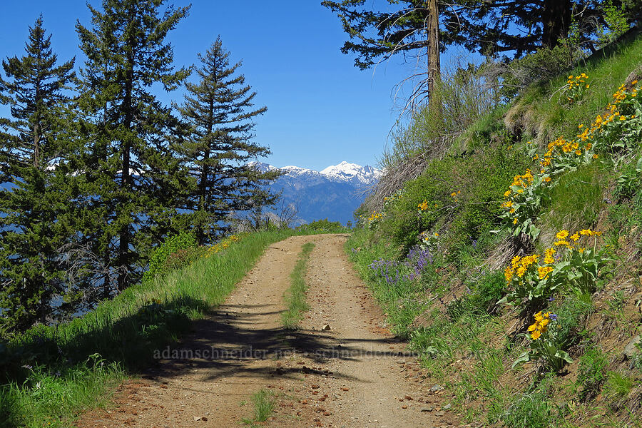 roadside wildflowers [Forest Road 5200, Okanogan-Wenatchee National Forest, Chelan County, Washington]