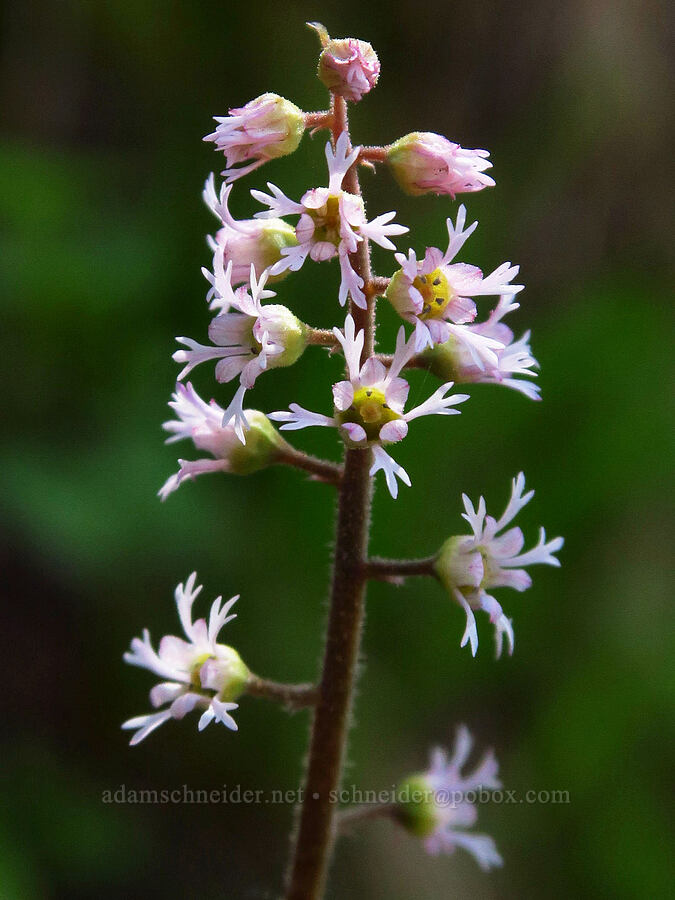 pink three-parted mitrewort (Ozomelis trifida (Mitella trifida)) [Forest Road 5200, Okanogan-Wenatchee National Forest, Chelan County, Washington]