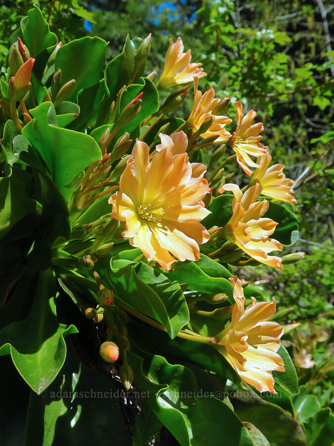 Tweedy's lewisia (Lewisiopsis tweedyi (Lewisia tweedyi)) [Mad River Trail, Okanogan-Wenatchee National Forest, Chelan County, Washington]