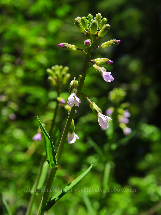 slender rock-cress (Boechera sparsiflora (Arabis sparsiflora)) [Mad River Trail, Okanogan-Wenatchee National Forest, Chelan County, Washington]