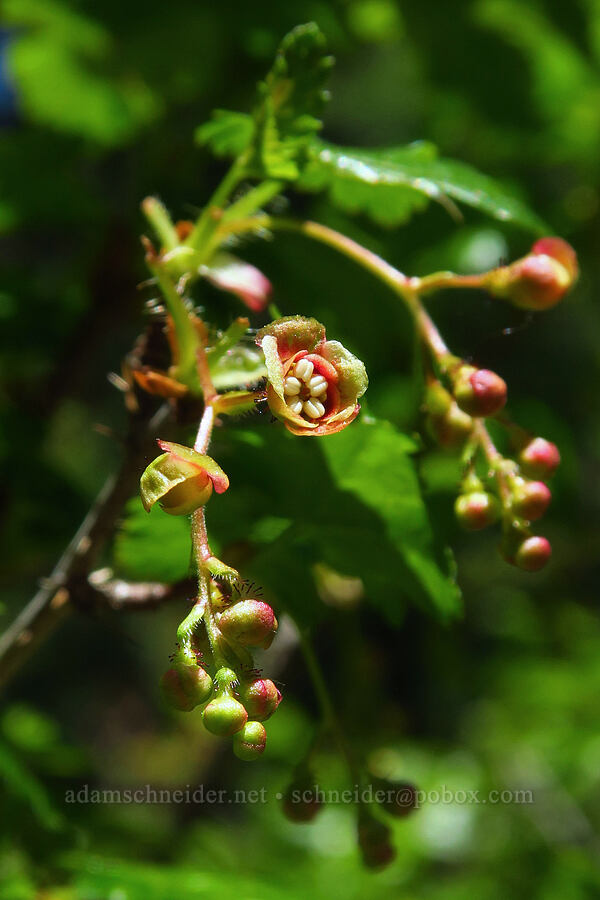 prickly currant, budding (Ribes lacustre) [Mad River Trail, Okanogan-Wenatchee National Forest, Chelan County, Washington]