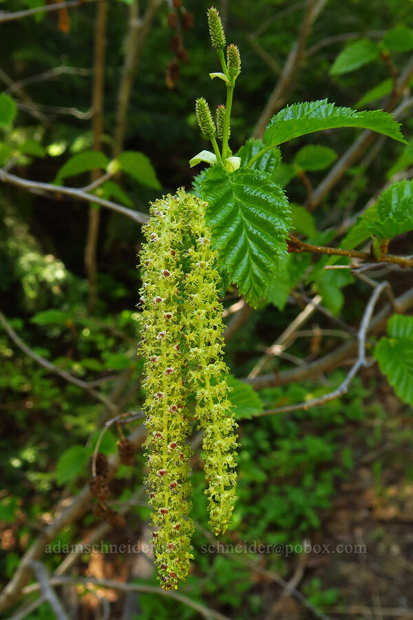 Sitka alder flowers (Alnus alnobetula ssp. sinuata (Alnus viridis ssp. sinuata)) [Mad River Trail, Okanogan-Wenatchee National Forest, Chelan County, Washington]